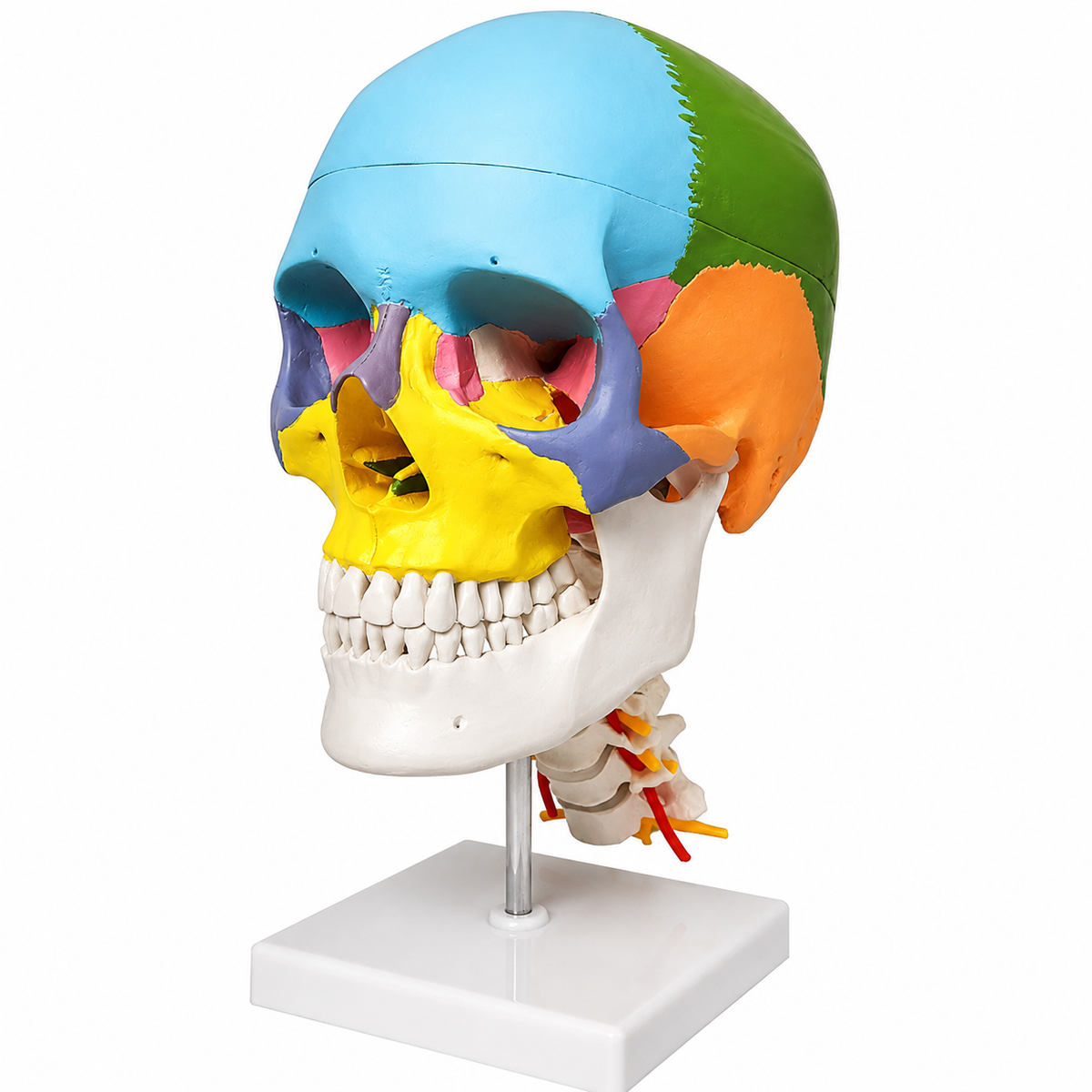 skull model with cervical spine