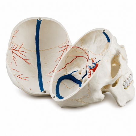 skull with blood vessels ,3 parts.