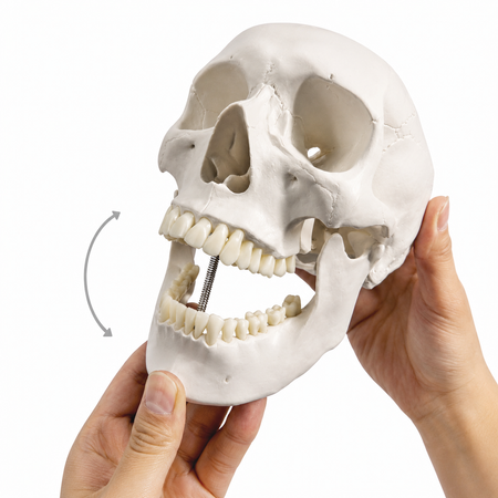 Human skull model