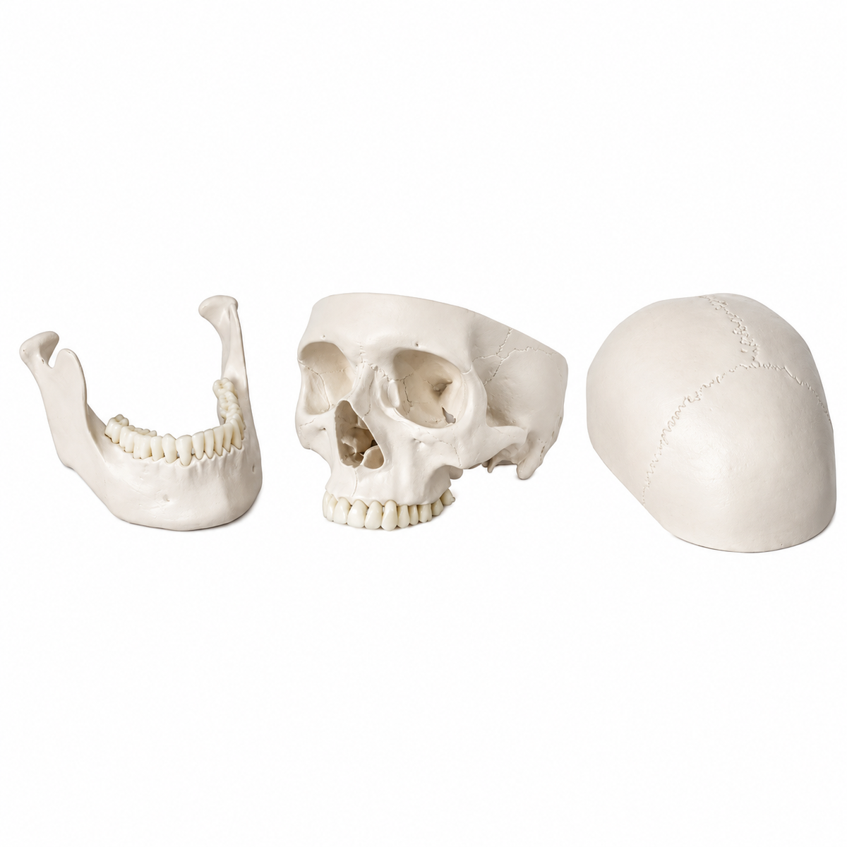 3 part skull model