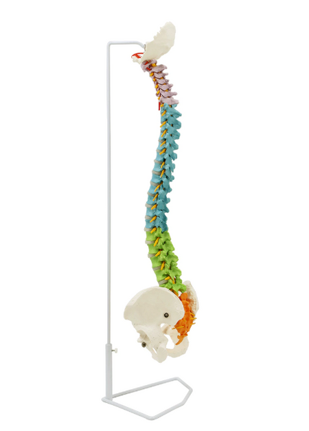 Spine model