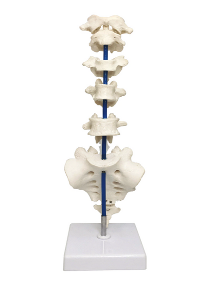 anatomical spine model