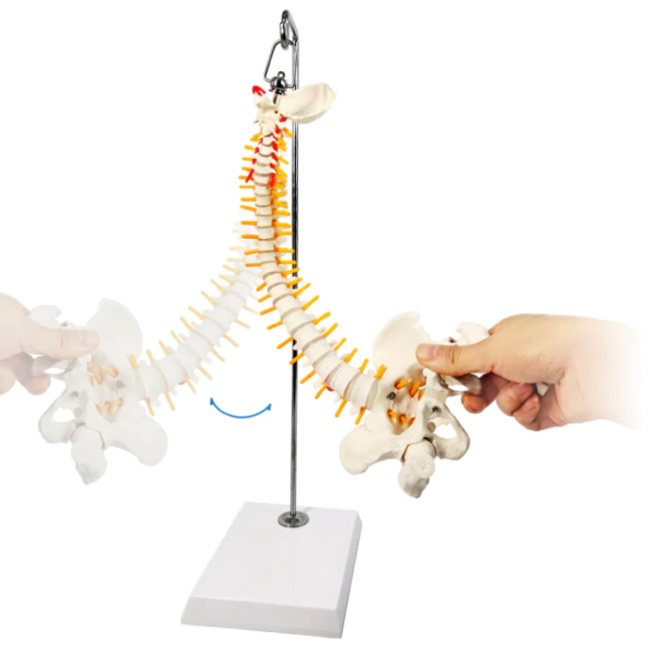 vertebral column model