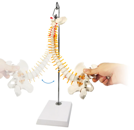 vertebral column model